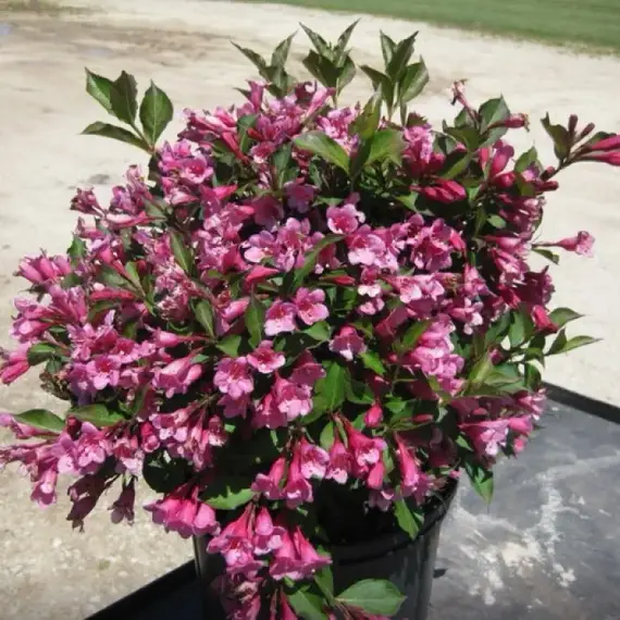 Вейгела цветущая Минуэт