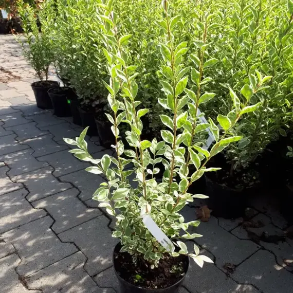 Бирючина овальнолистная Вариаегатум