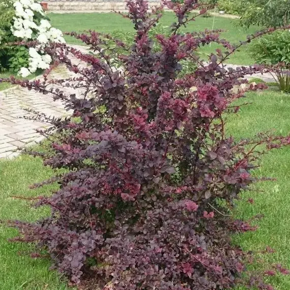 Барбарис оттавский Суперба