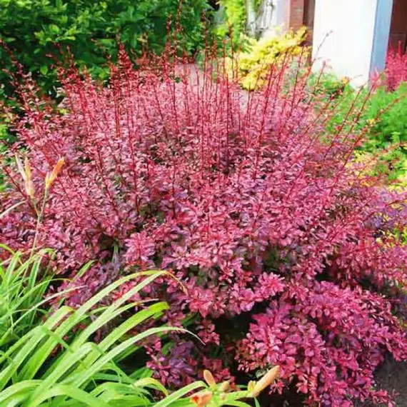 Барбарис тунберга Пинк Квин