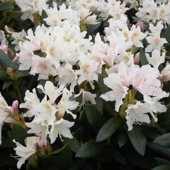 Рододендрон Каннингемс Уайт