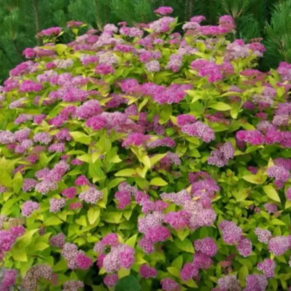 Спирея японская Голден Принцесс