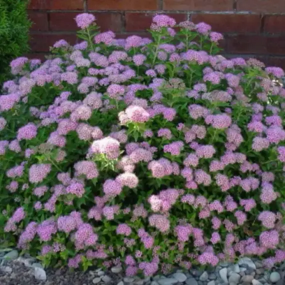 Спирея японская Литтл Принцесс