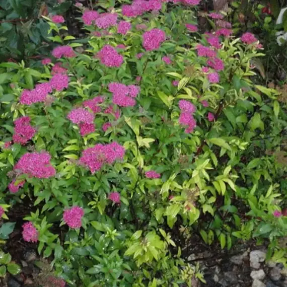 Спирея японская Дартс Ред