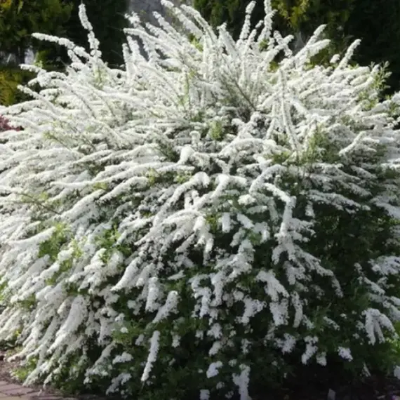 Спирея серая Грефшейм