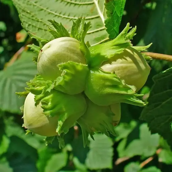 Лещина (Орешник) обыкновенная