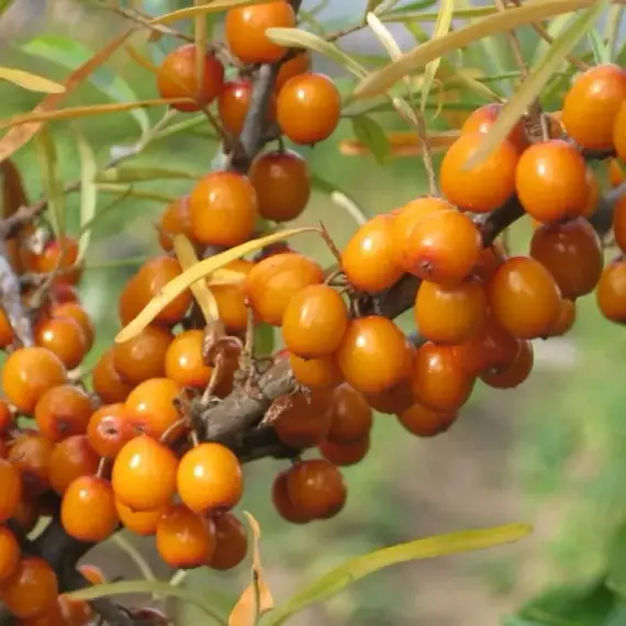 Облепиха крушиновидная Херго (жен)