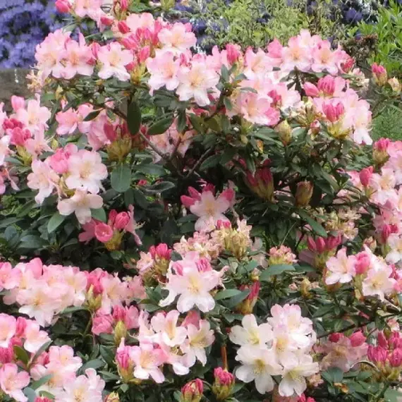 Рододендрон Перси Вайсман