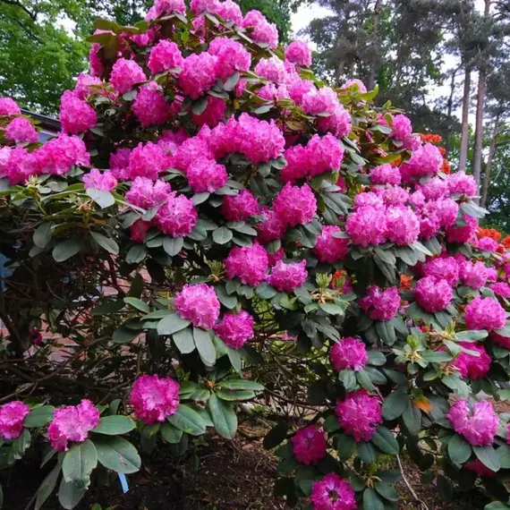 Рододендрон Германия