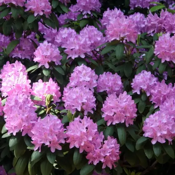 Рододендрон Пурпуреум Грандифлорум