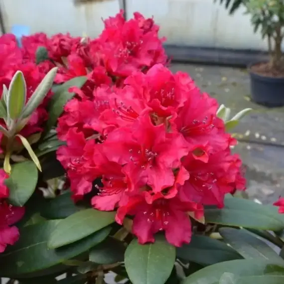 Рододендрон Неон Кисс