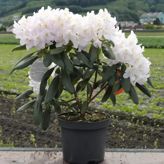 Рододендрон Альбум