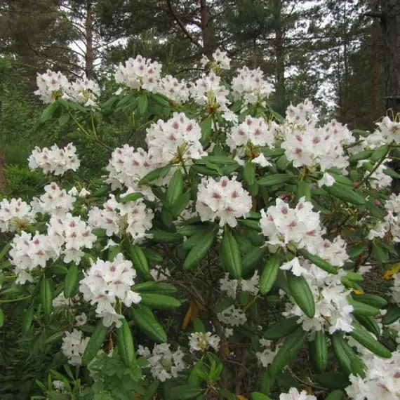 Рододендрон П.М.А. Тигерштедт
