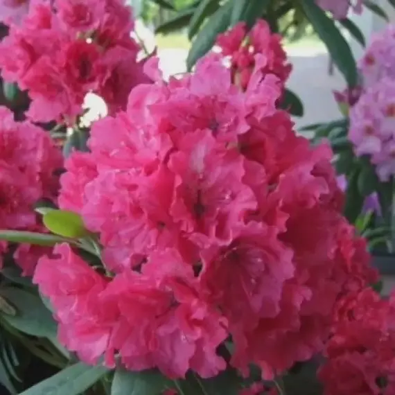 Рододендрон Дабл Кисс