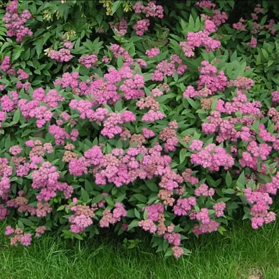 Спирея японская Криспа