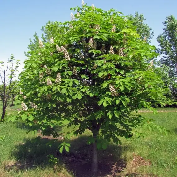 Каштан конский