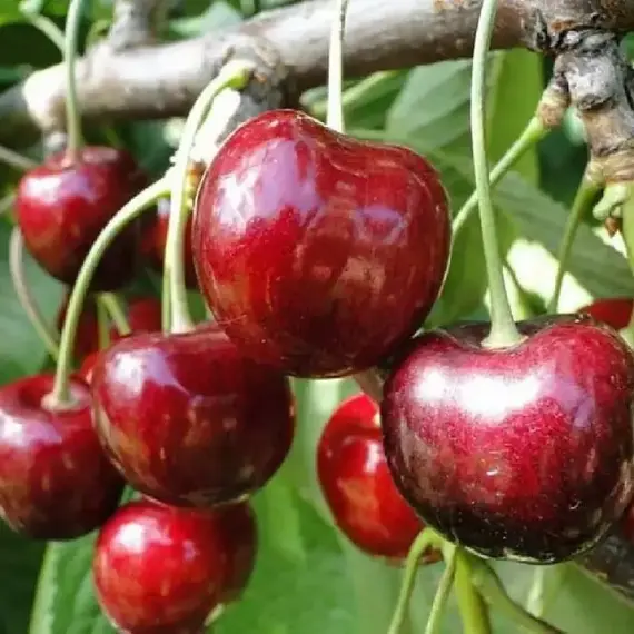 Черешня Мичуринская поздняя