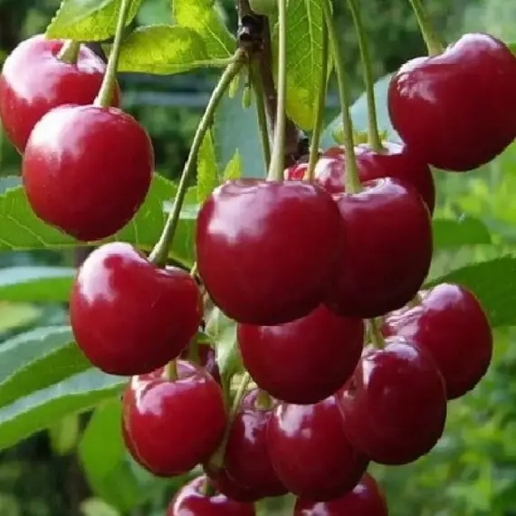 Вишня Любская