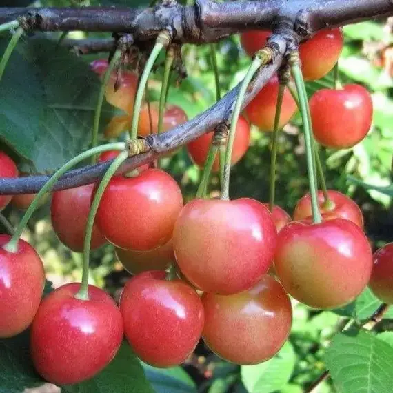 Черешня Медуница