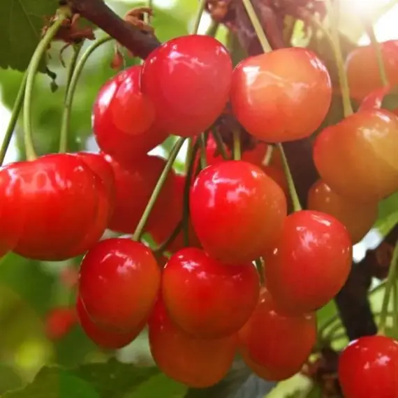 Черешня Красавица