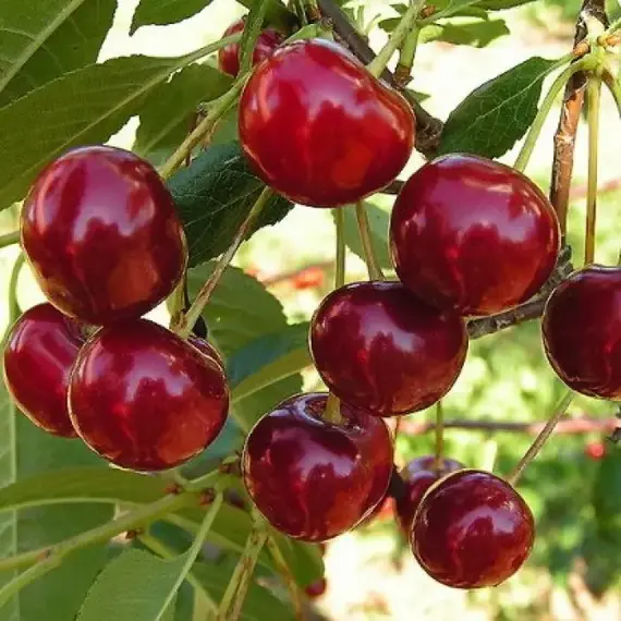 Черешня Сюбаровская