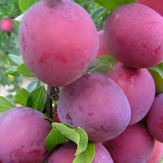 Алыча Шатер