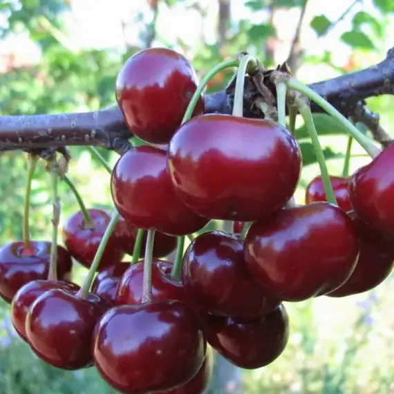 Вишня Гриот Беларусский