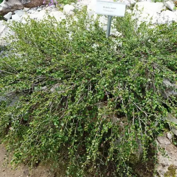 Береза карликовая нана