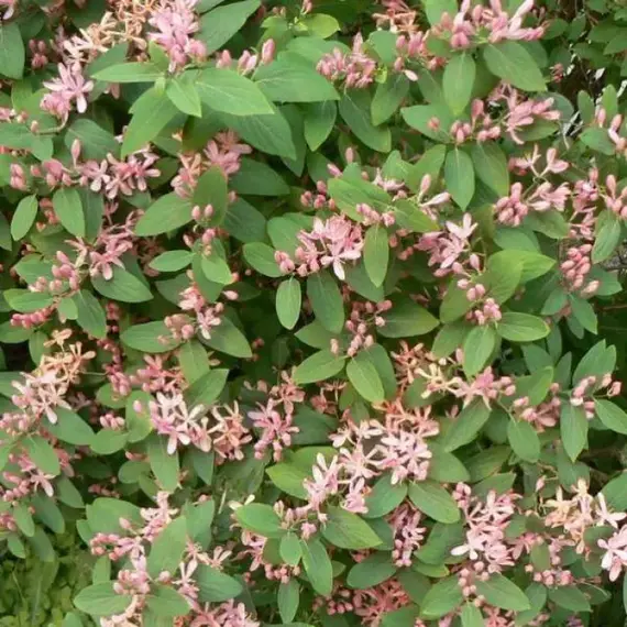 Жимолость татарская