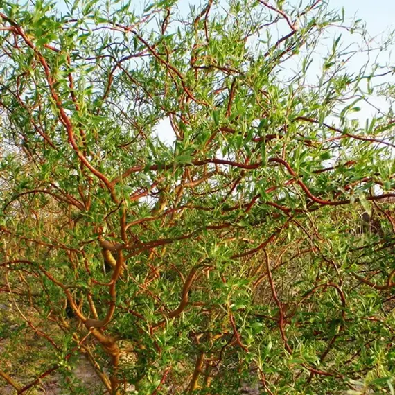 Ива Свердловская Извилистая II