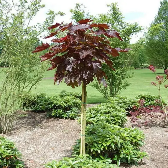 Клен остролистный Кримсон Сентри на штамбе PA 120
