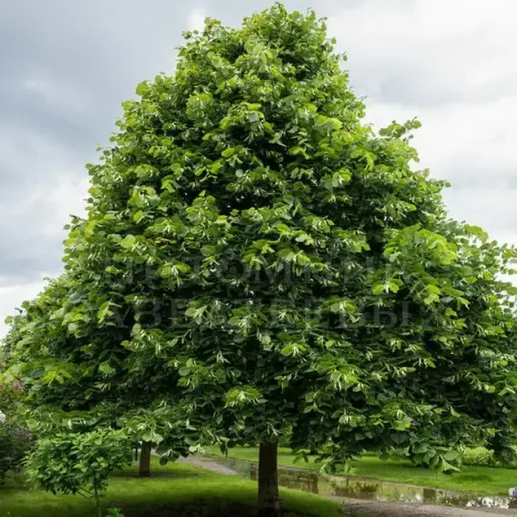 Липа крупнолистная