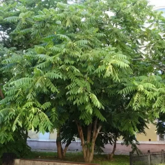 Орех маньчжурский