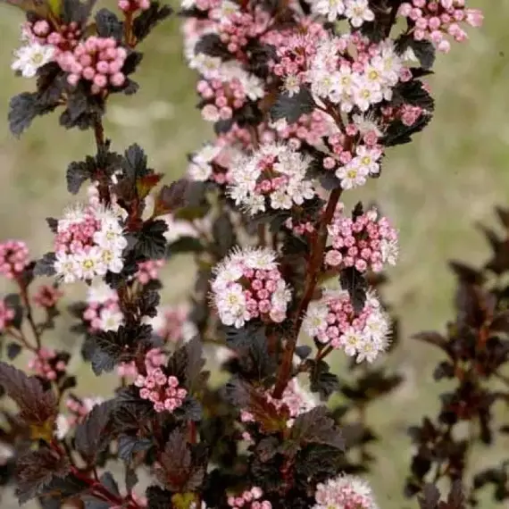 Пузыреплодник калинолистный Тайни Вайн