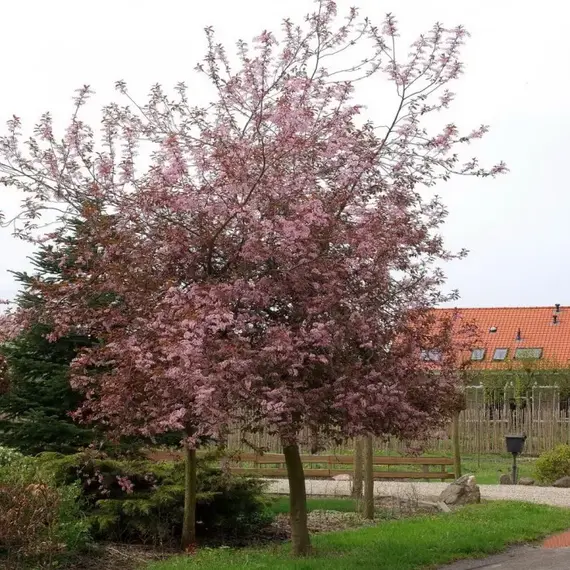 Черемуха обыкновенная Колората