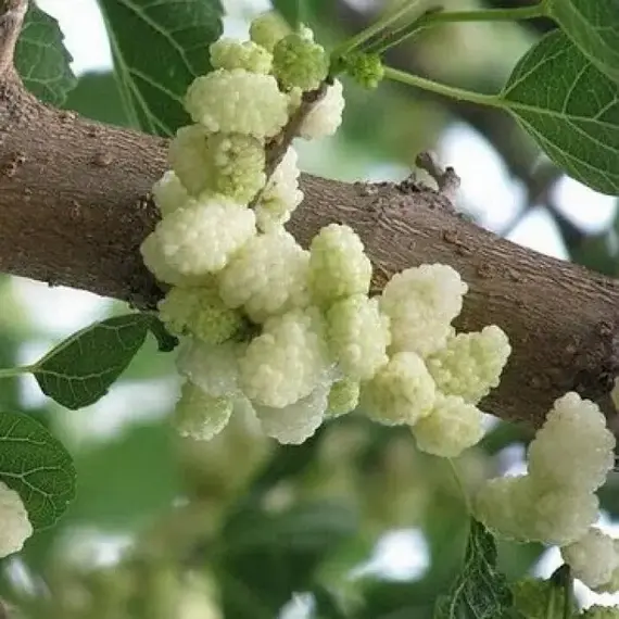 Шелковица белая Альба