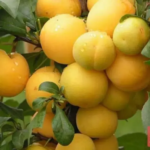 Алыча Иволга