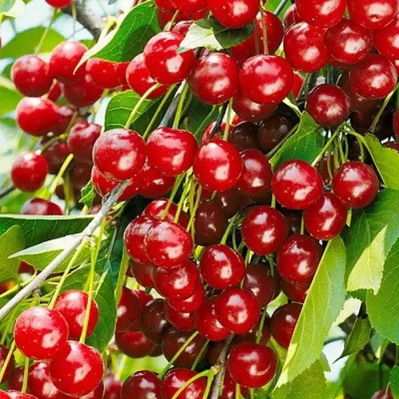 Вишня Шакировская