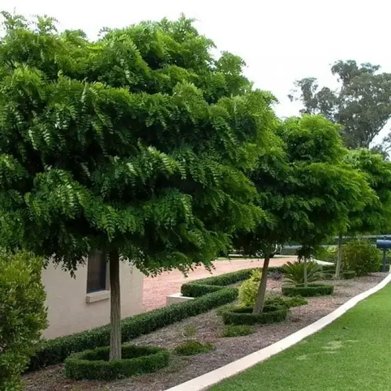 Робиния (псевдоакация)