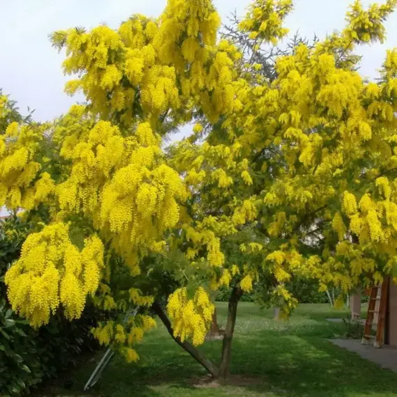 Акация жёлтая