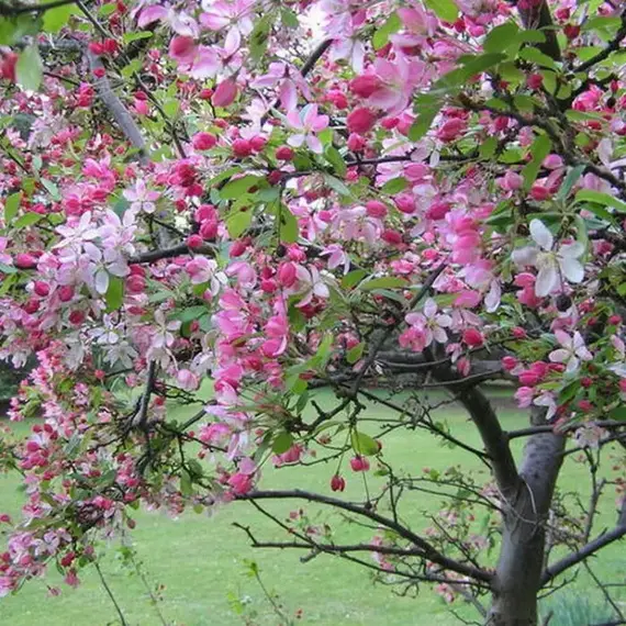 Яблоня декоративная Флорибунда