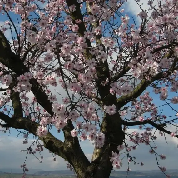 Миндаль декоративный 3х-летнее