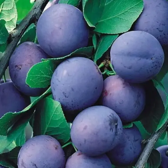 Слива Яичная синяя