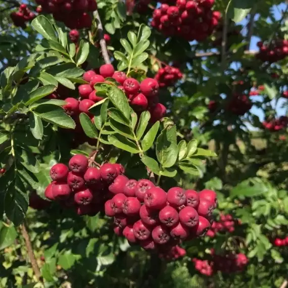 Рябина обыкновенная съедобная Титан