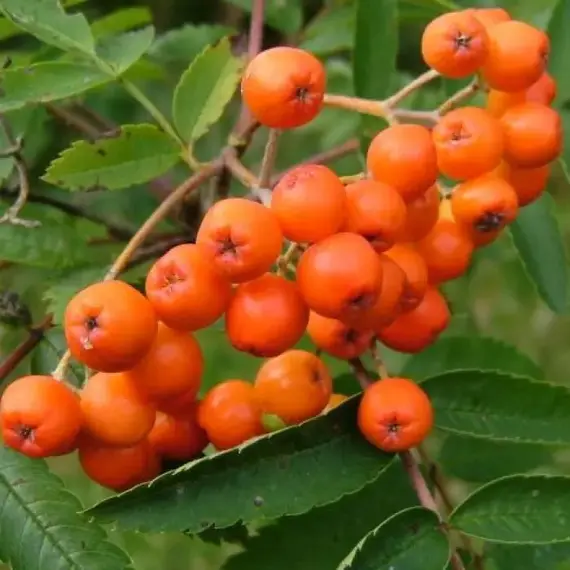 Рябина обыкновенная съедобная Кубовая
