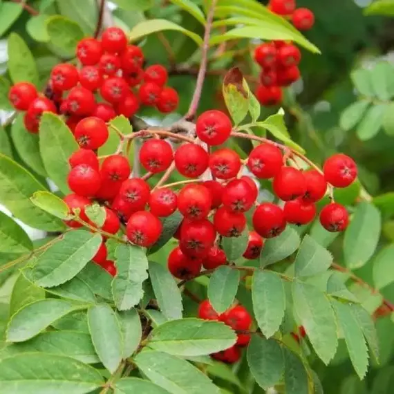Рябина обыкновенная съедобная Сказочная