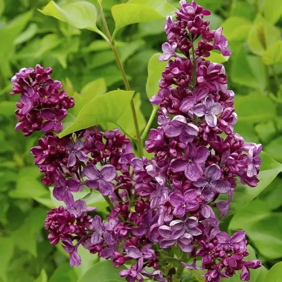 Сирень обыкновенная Анна Шиач