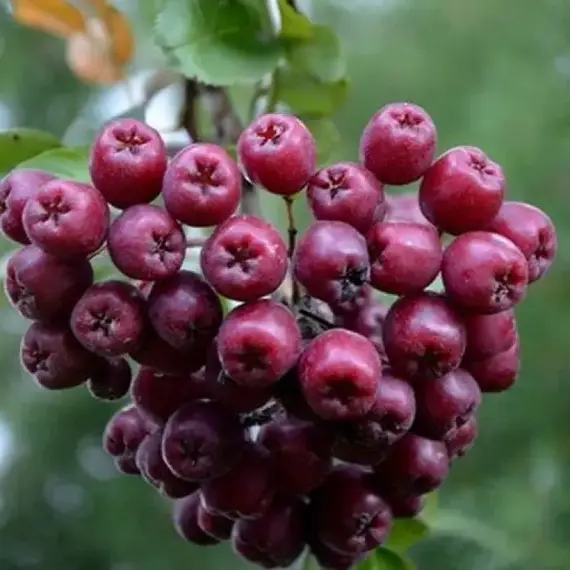 Рябина обыкновенная съедобная Гранатная