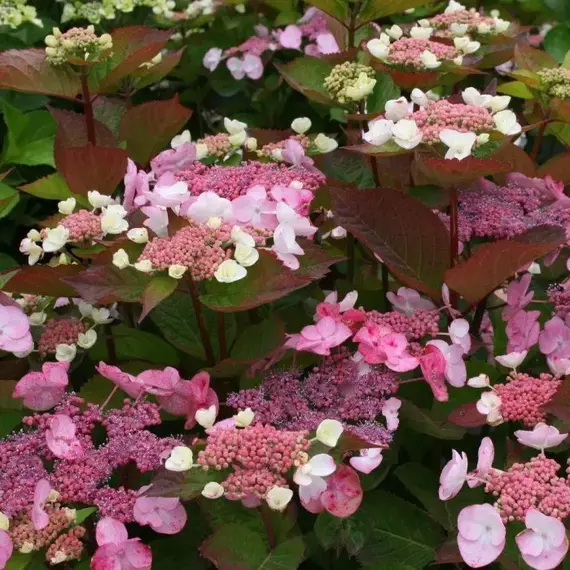 Гортензия пильчатая Даредевил