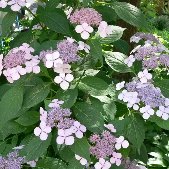 Гортензия пильчатая Блю Бёрд